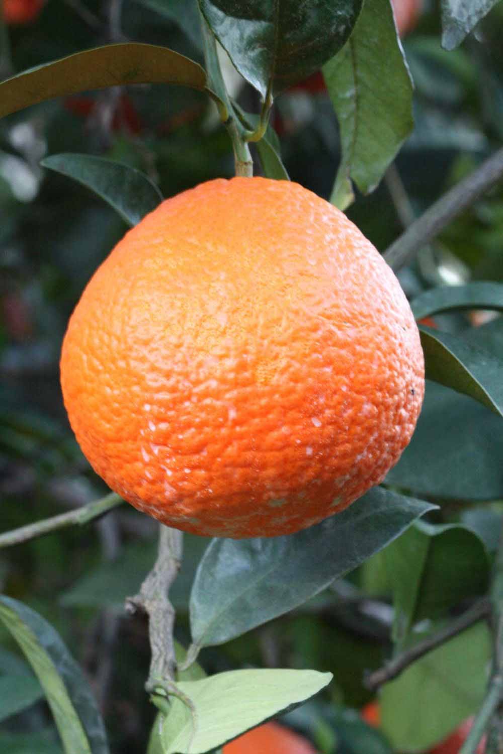              Fruit (Lindcove, CA)       